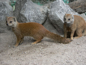Yellow Mongoose