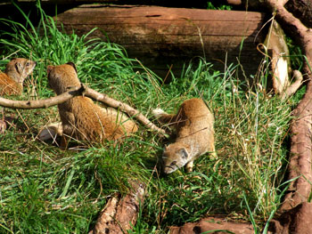 Yellow Mongoose