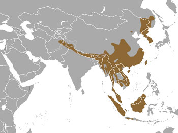 Yellow-Throated Marten Range Map (Asia)